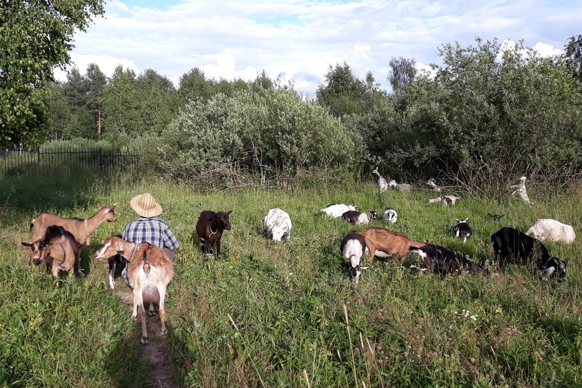 Козы в Бутово. Koza Смоленск.