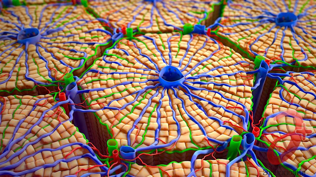 Гепатоциты. Гепатоциты в печеночной дольке. Гепатоциты печени анатомия. Строение печеночной дольки. Печеночная долька анатомия.