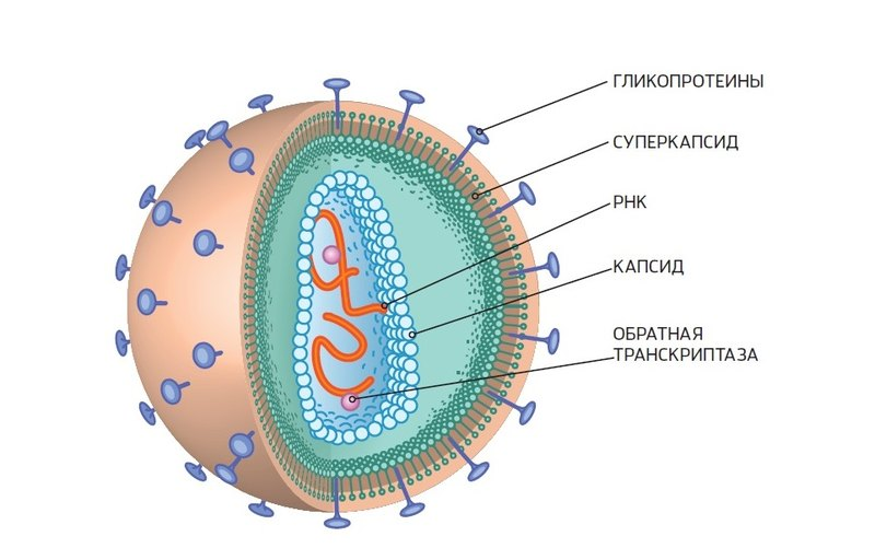 Структура коронавируса