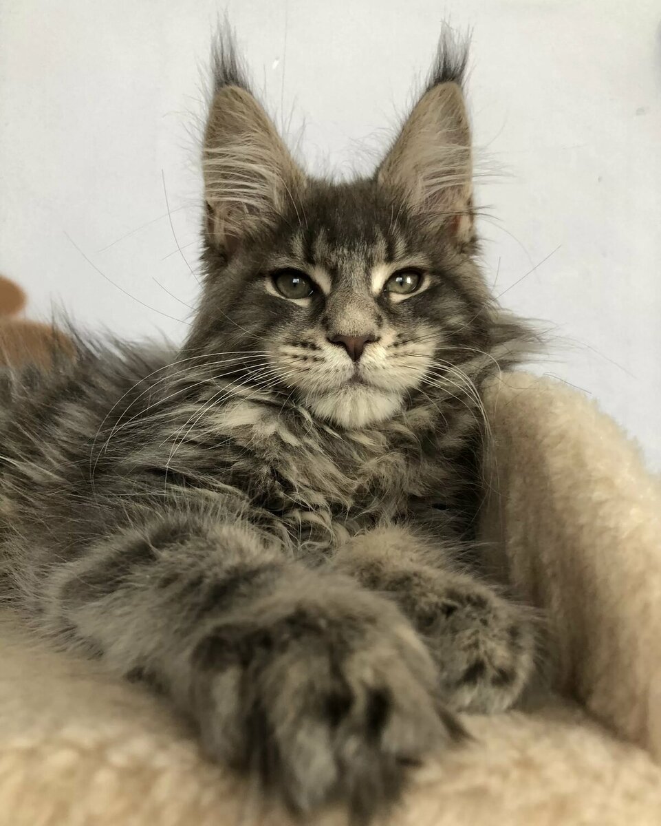 Майкуны коты фото рост