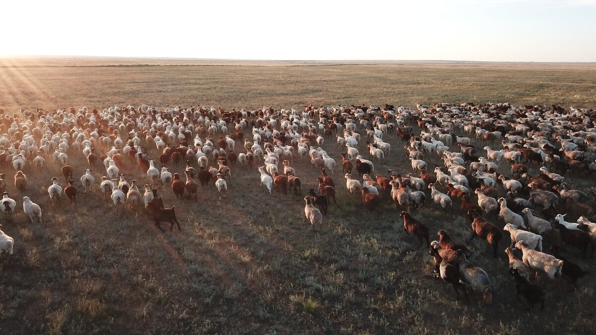 Терра ариес. Баранья нога, запеченная в тесте. Terra aries. Береги калмыцкие пельмени. Биологические особенности калмыцкой породы.