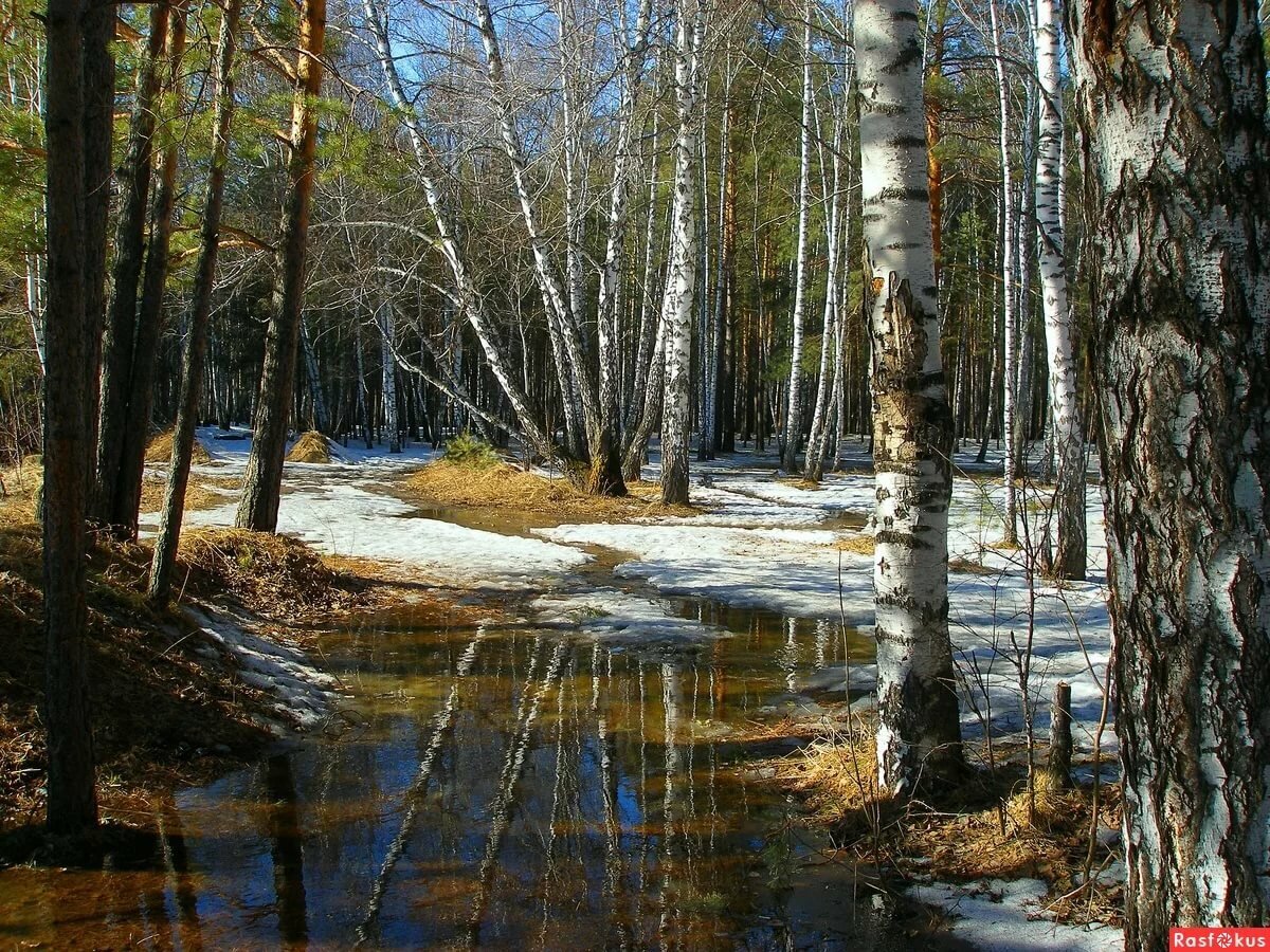 Лес ранней весной