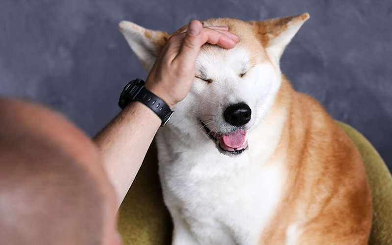 Жести не будет. Фото @kinologsmirnov.ru