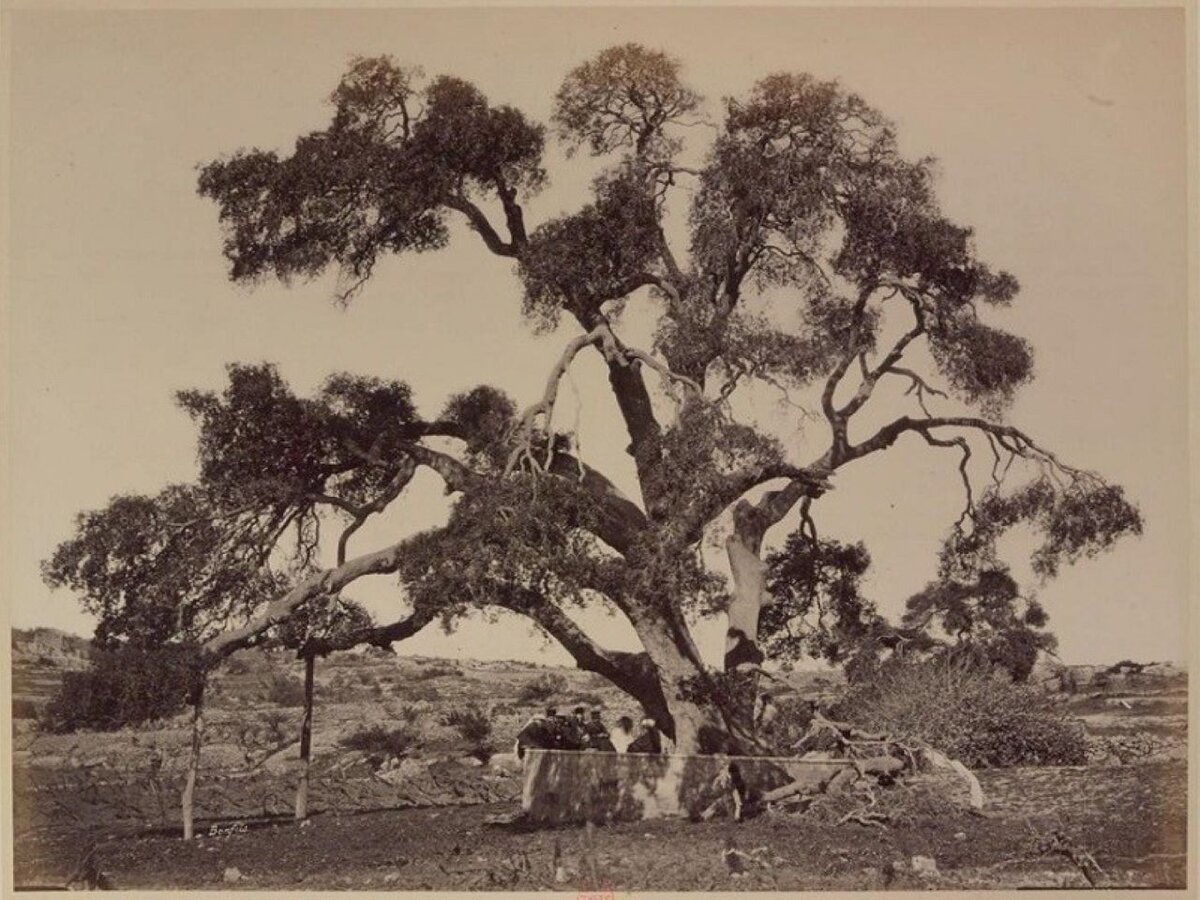 Апокалипсис близко? В Палестине рухнул "дуб Авраама"