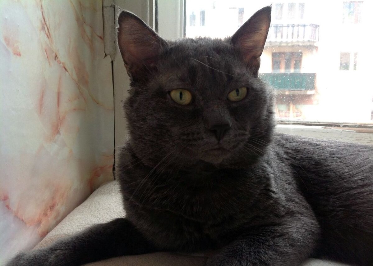 Вот таким он появился