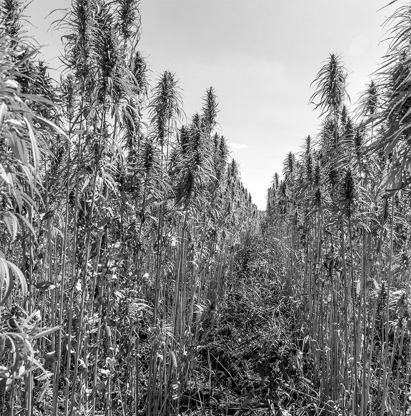 конопля посевная фото из интернета 