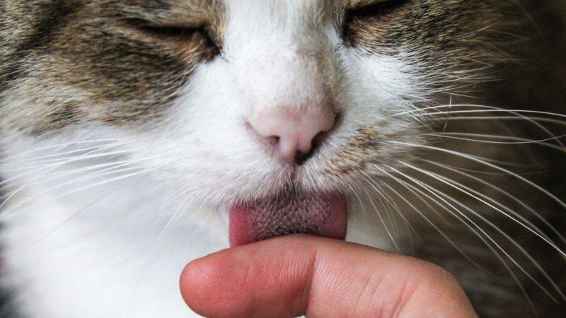 Её язык как наждачная бумага.