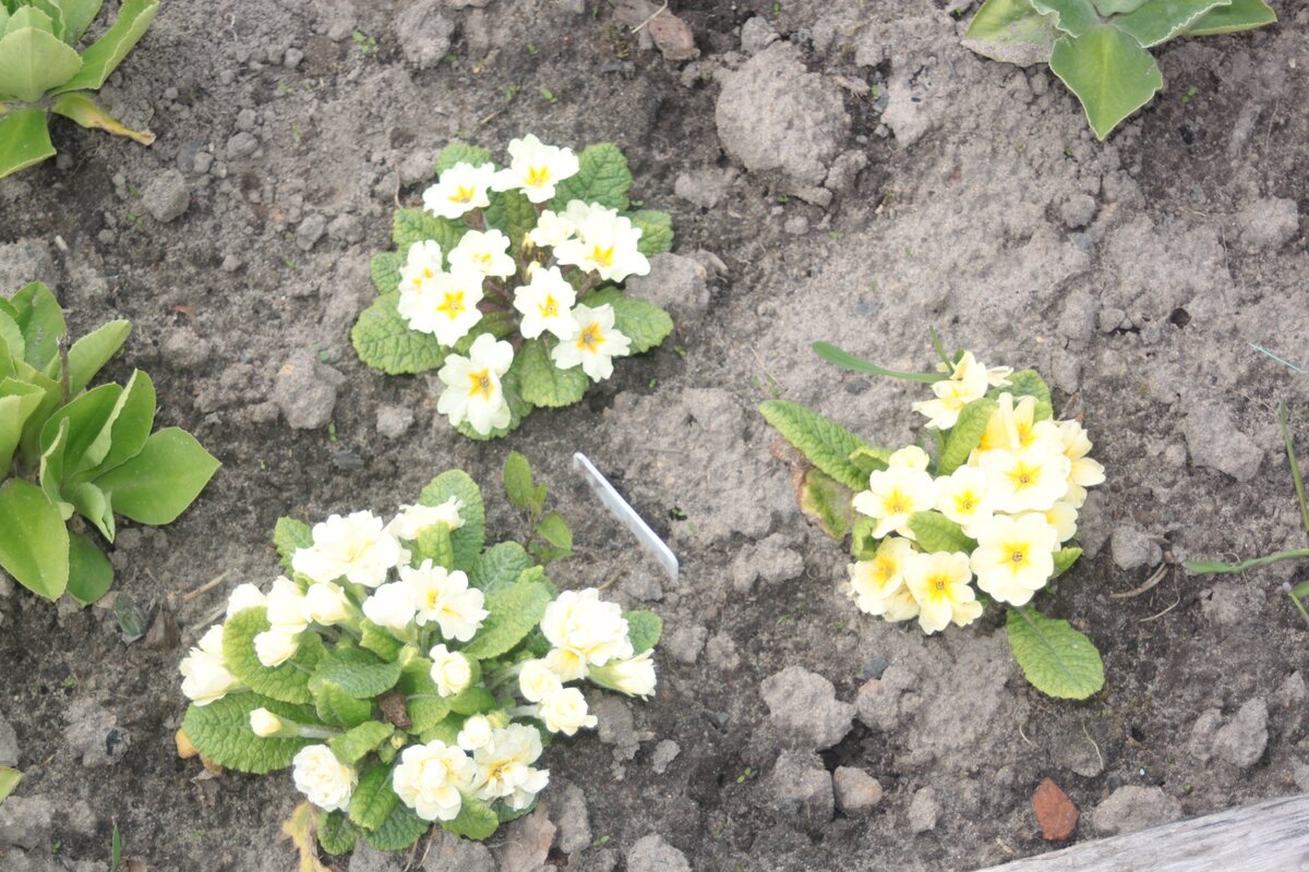 В этом году все желтые сеянцы зацвели