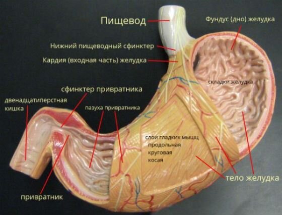 Желудок