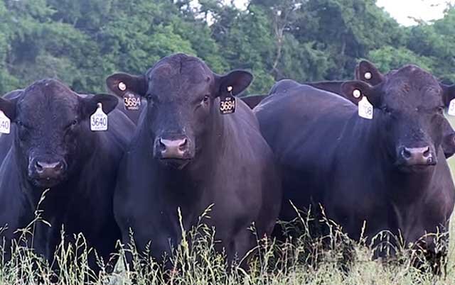  За нежнейшее мясо, получаемое от бычков, большой популярностью среди животноводов пользуется ангусская порода коров.-2