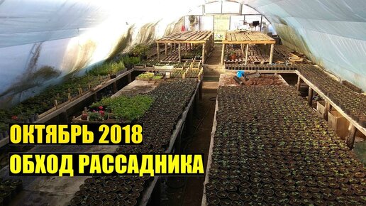 Что растет? Октябрь 2018. Обход ЗИМНЕЙ ТЕПЛИЦЫ.