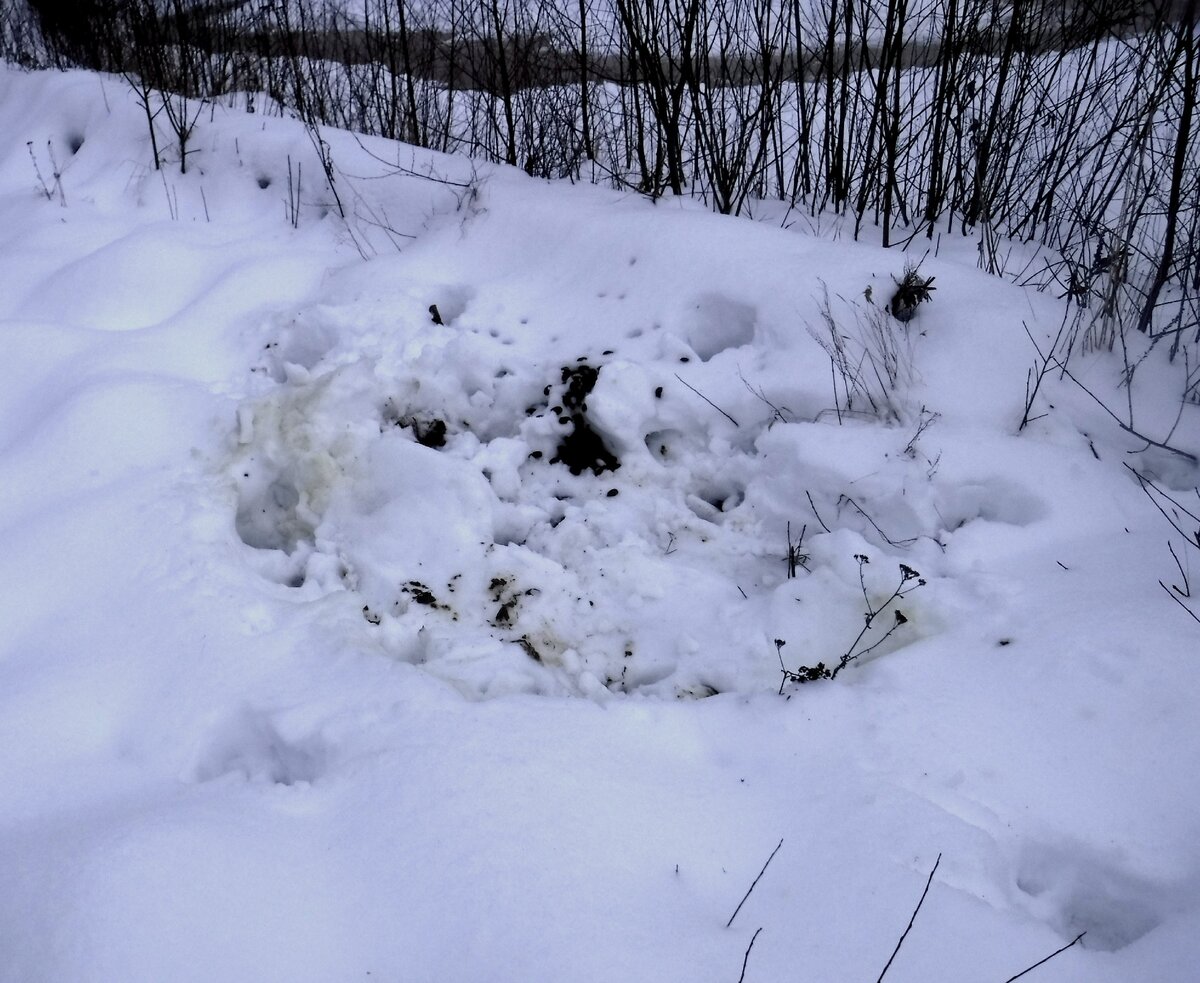 Лосиная лёжка. Встав с лёжки, лось густо посыпает её "орешками".