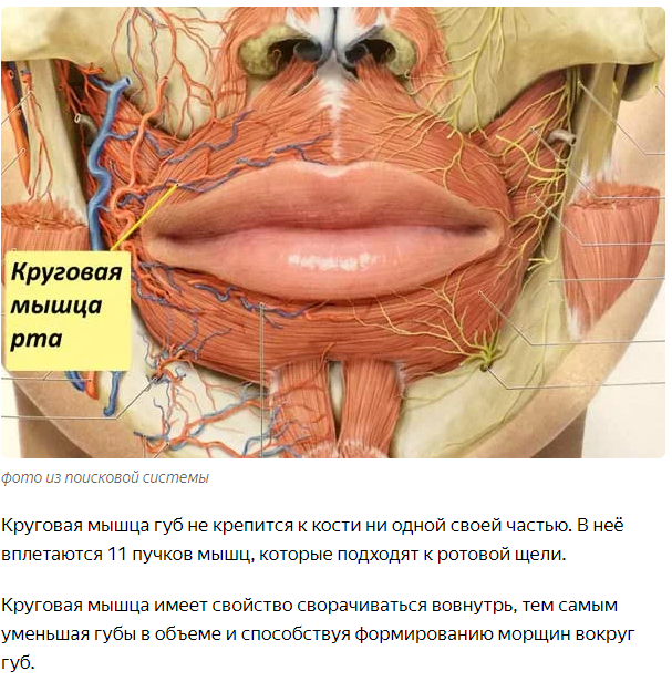 Скрытые мозговые связи между нашими руками и языком