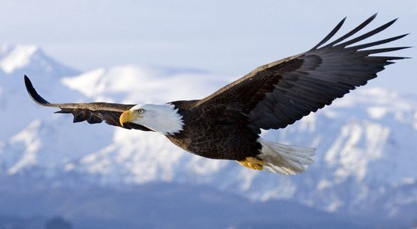 Источник Яндекс. Картинки