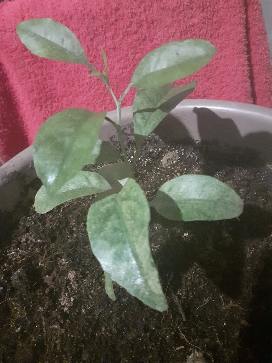 Молодой мандаринчик, выращенный с косточки