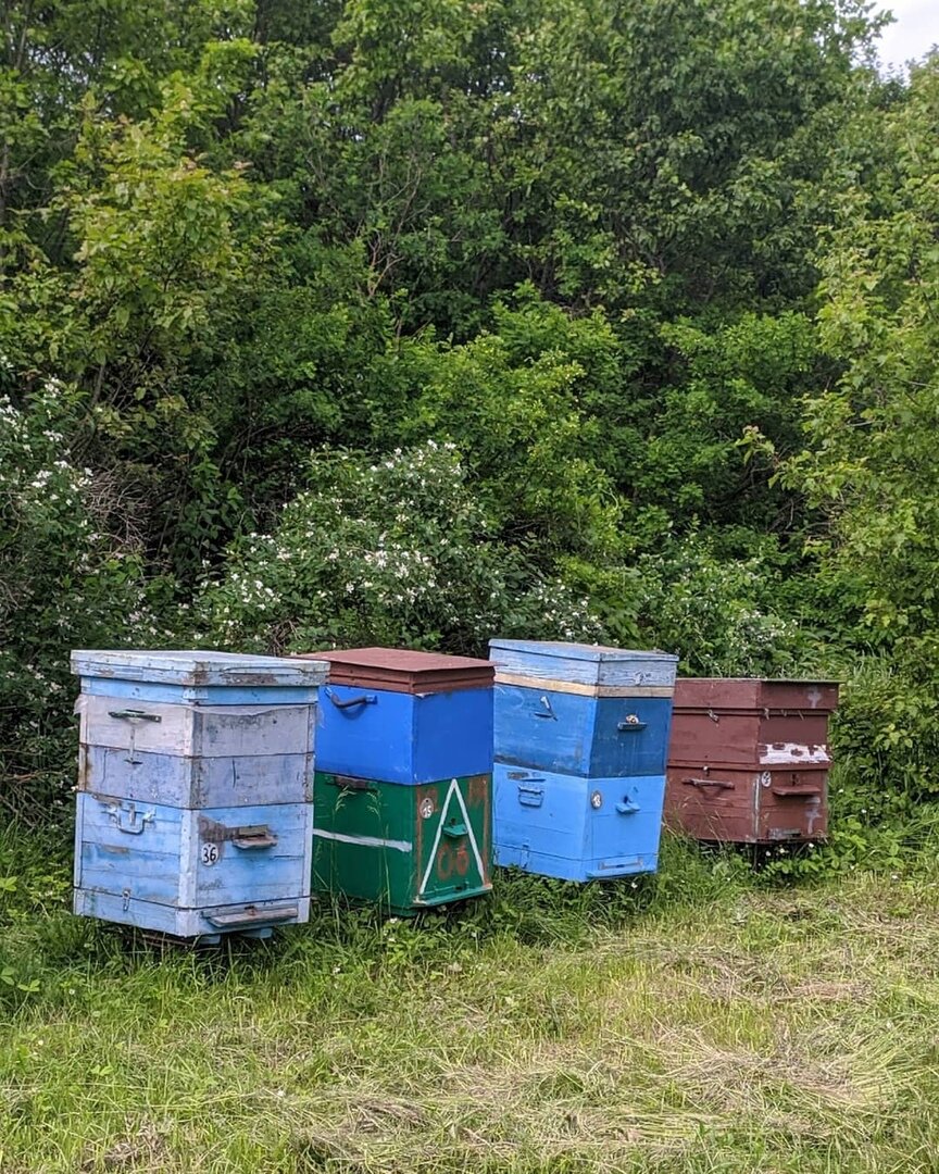 Фото с пасеки
