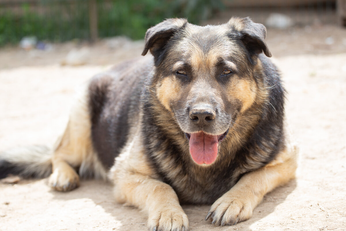 Амур, житель «Надиного Ковчега» утомился в жару