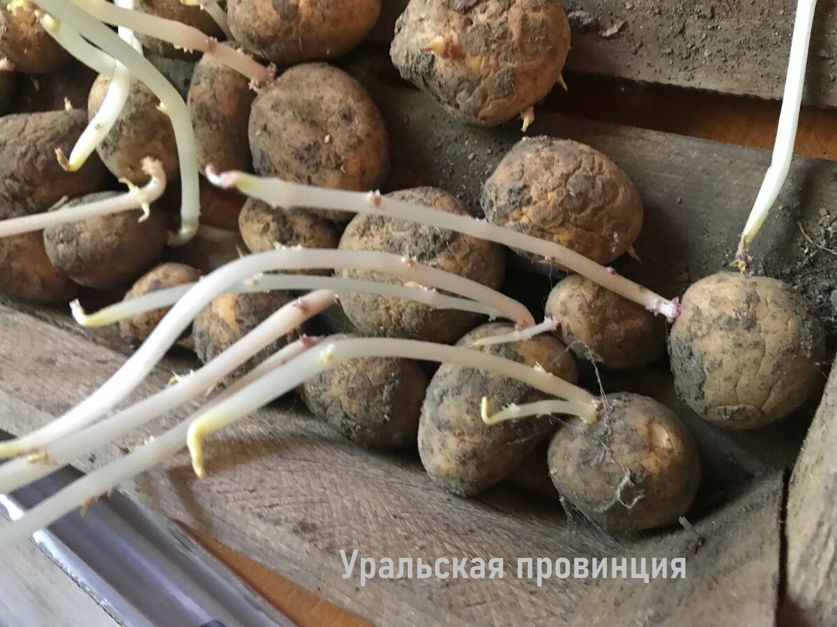 Клубень и столоны картофеля. Ростки картофеля. Пророщенная картошка. Картошка с отростками.