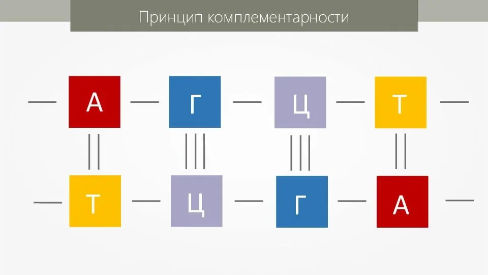 Днк г ц. Принцип комплементарности ДНК. Принцип комплементарности ДНК И РНК. Принцип комплементарности нуклеиновых кислот. Комплементарности принцип комплементарности.