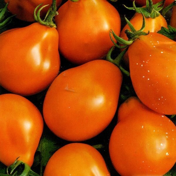 ФОТО ИЗ ИНЕТА. 