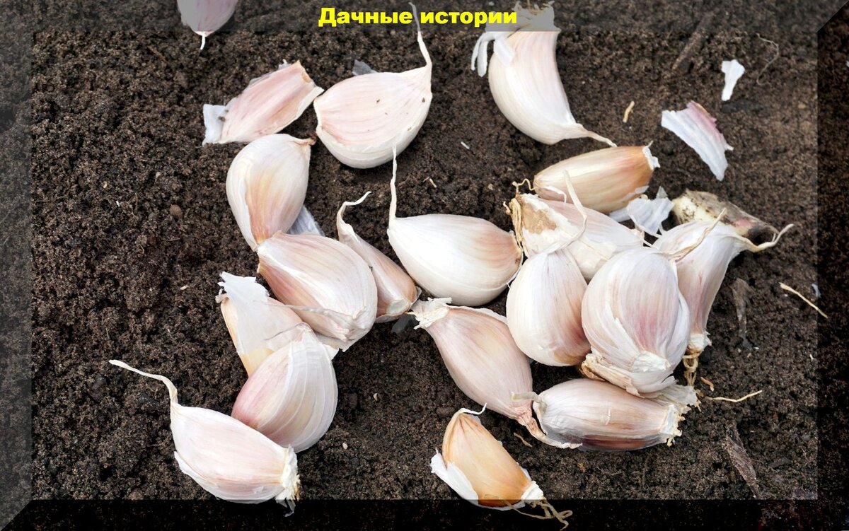 Посадка чеснока под зим. Озимый чеснок. Когда сажать чеснок под зиму.
