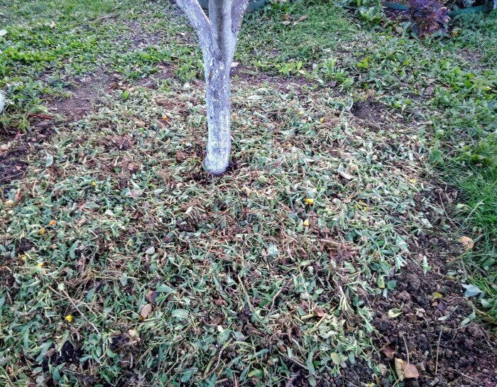 Измельченные ноготки в качестве осенней мульчи под плодовыми деревьями.