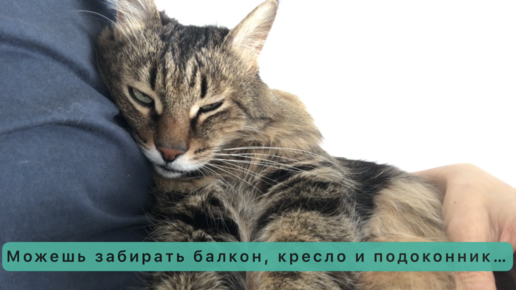 Кот и котёнок - когда обоим не хватает внимания