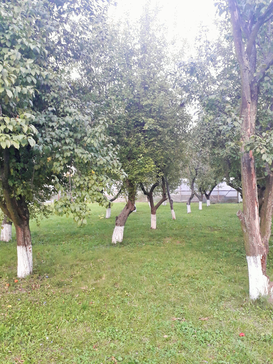 К старому саду нужно относится с любовью...