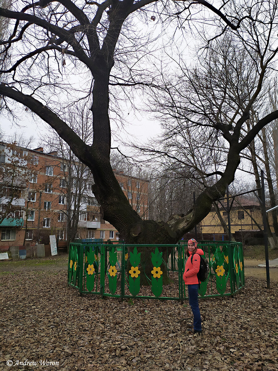 А этот дуб побольше...