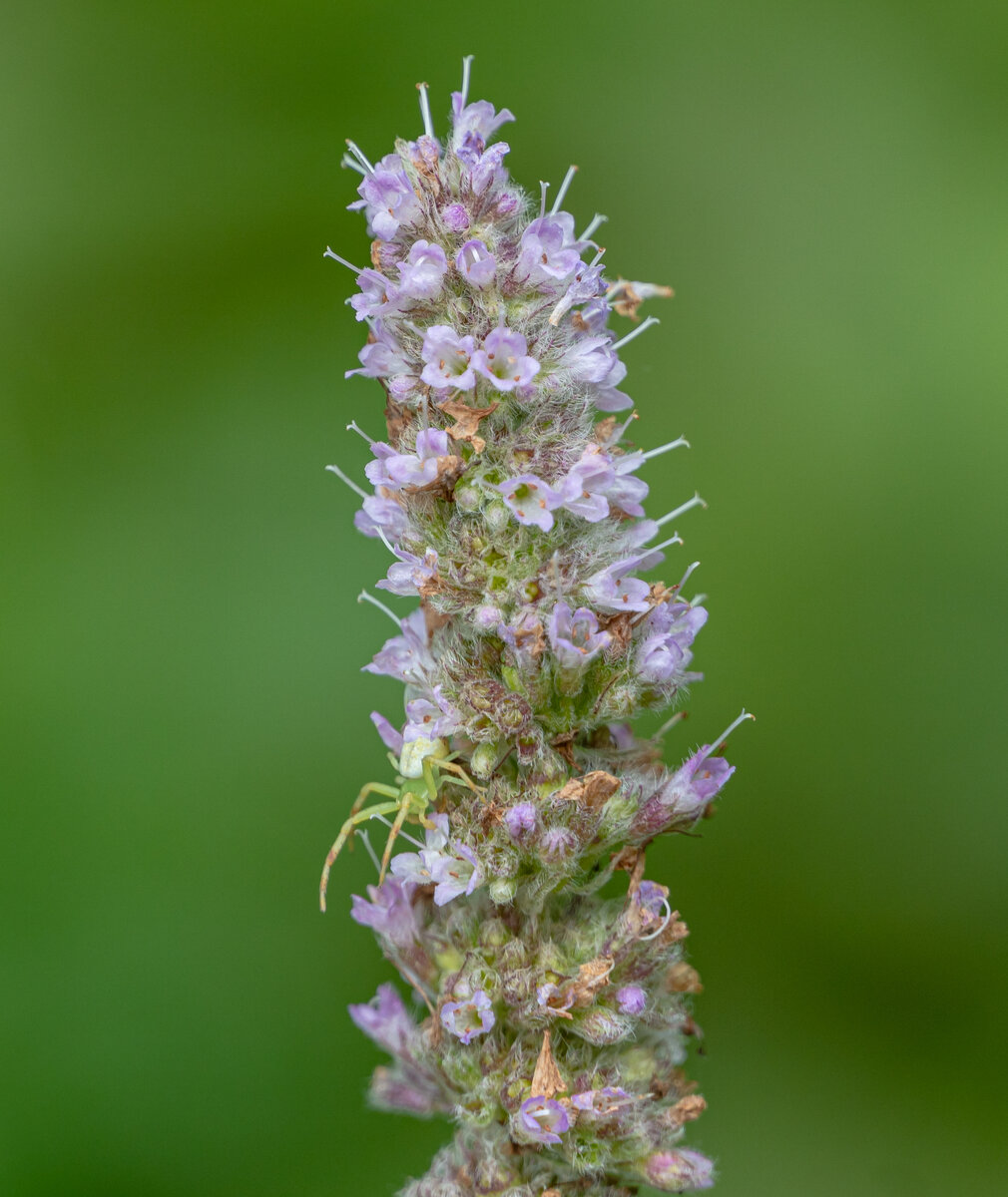 2. Соцветие дикой мяты. Если в предыдущей главе мы наблюдали растения, цветущие на плато мыса с правой стороны реки, то здесь наряду с пейзажами представлены фотографии цветов из ущелья и с подножия скалы.