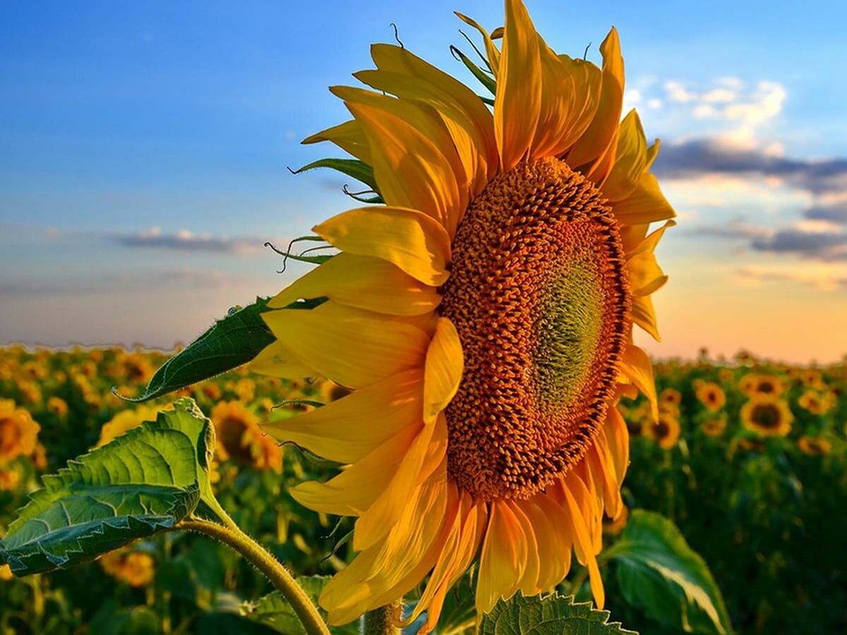 Подсолнечник.