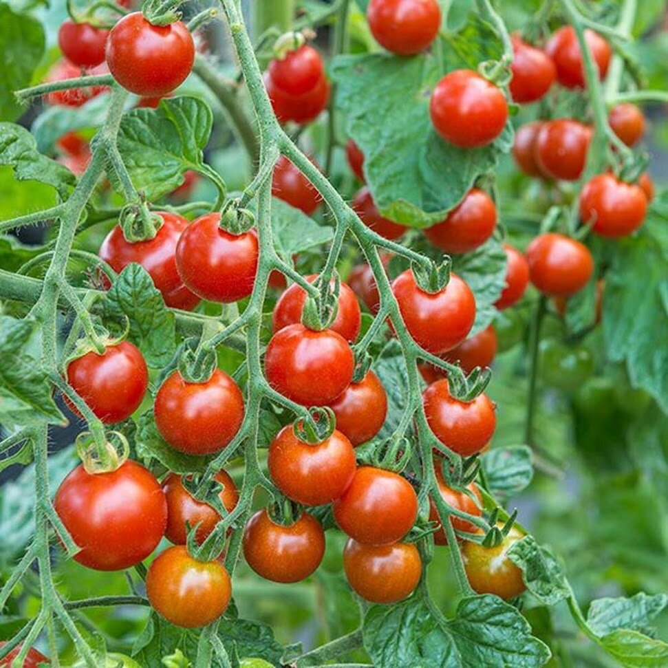 Томат Сладкий поцелуй-неповторимый вкус и аромат | Записки огородницы | Дзен