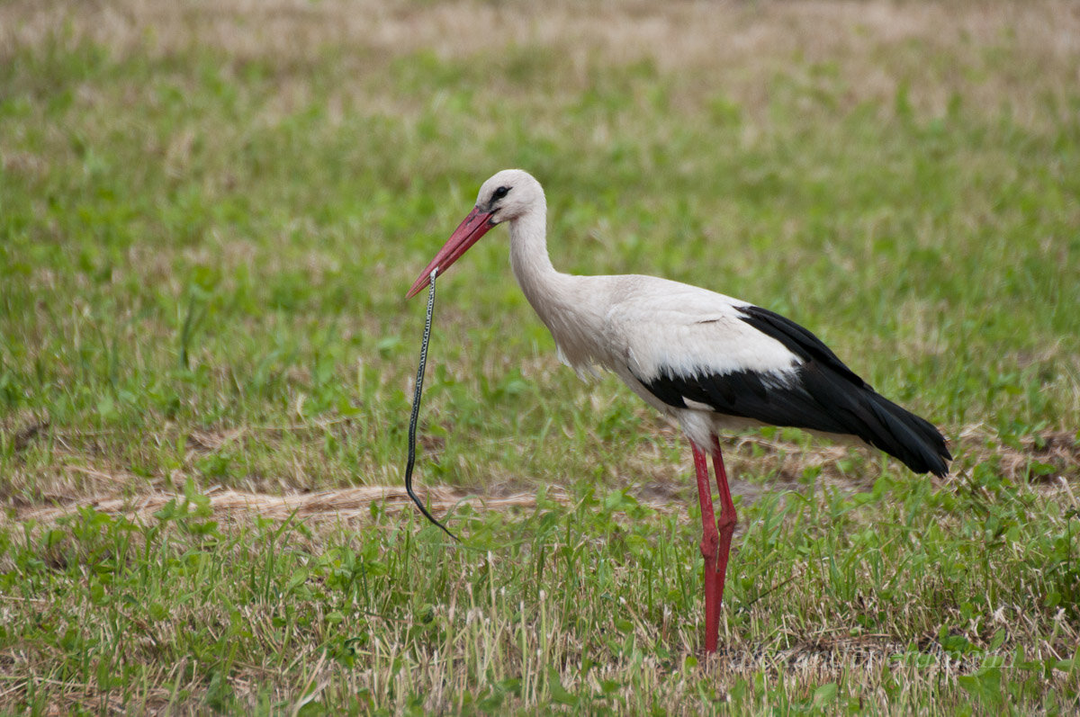 Яндекс картинки