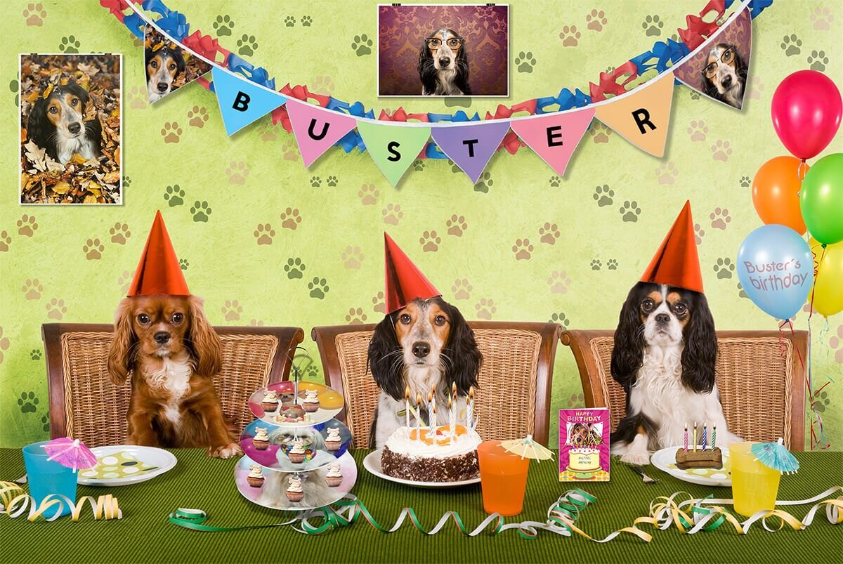 Собака празднует. День рождения собаки. Фотосессия собаки на день рождения. Идеи для празднования дня рождения собаки. Сайт о декорации дня рождения для собак.