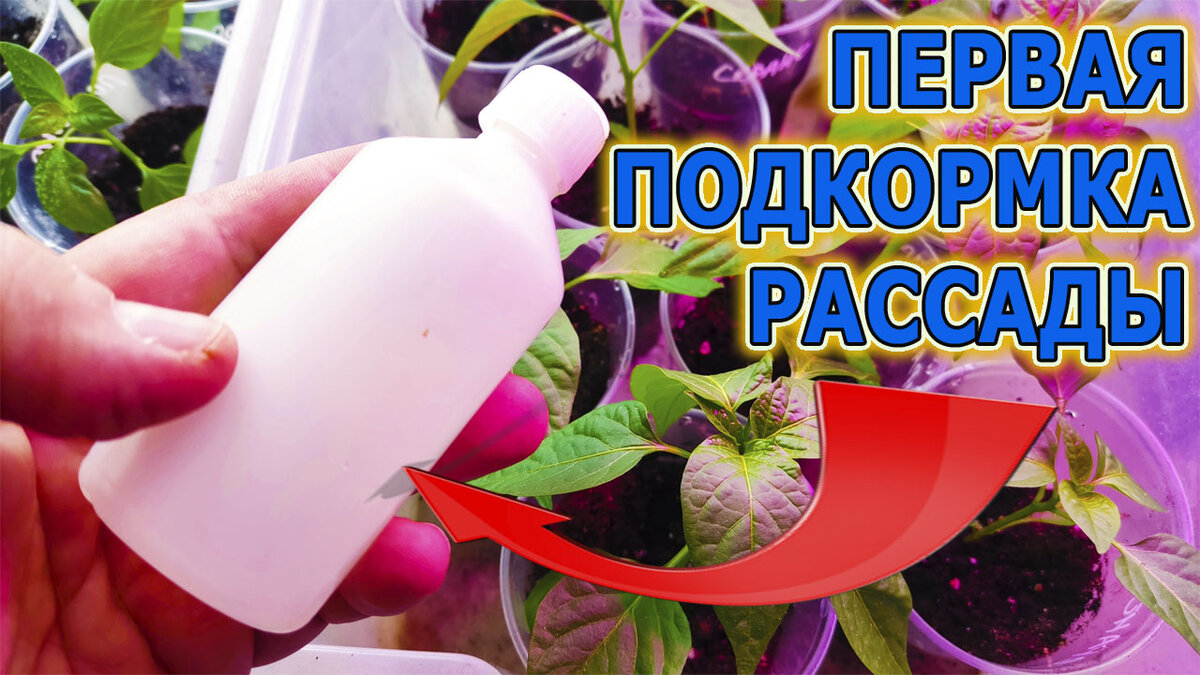Чем подкормить перец для роста. Лобелия рассада подкормка. Первая подкормка рассады перца. Дни для подкормки рассады томатов и перца. Алоэ полить рассаду