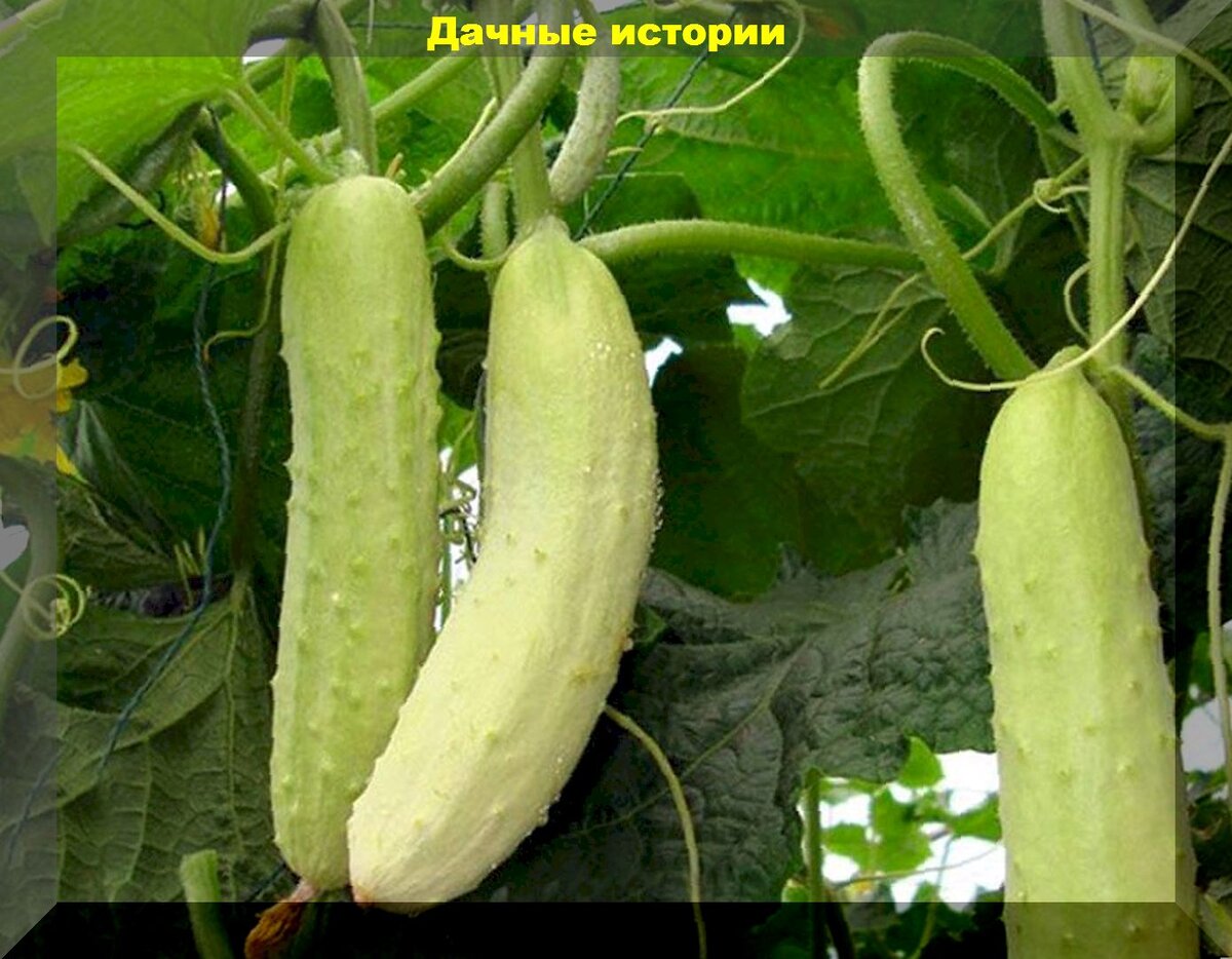 китайский огурец фото отзывы