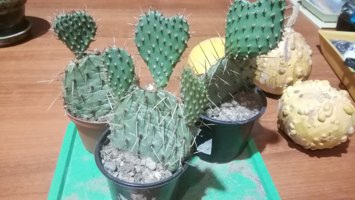 O. Phaeacantha v.camanchica, прошло 3 месяца, дали хорошие приросты