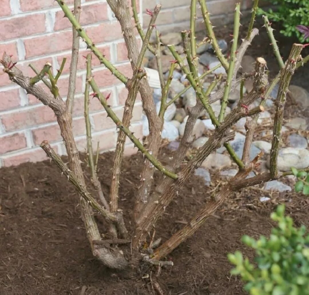 Кустик, обрезанный подчистую