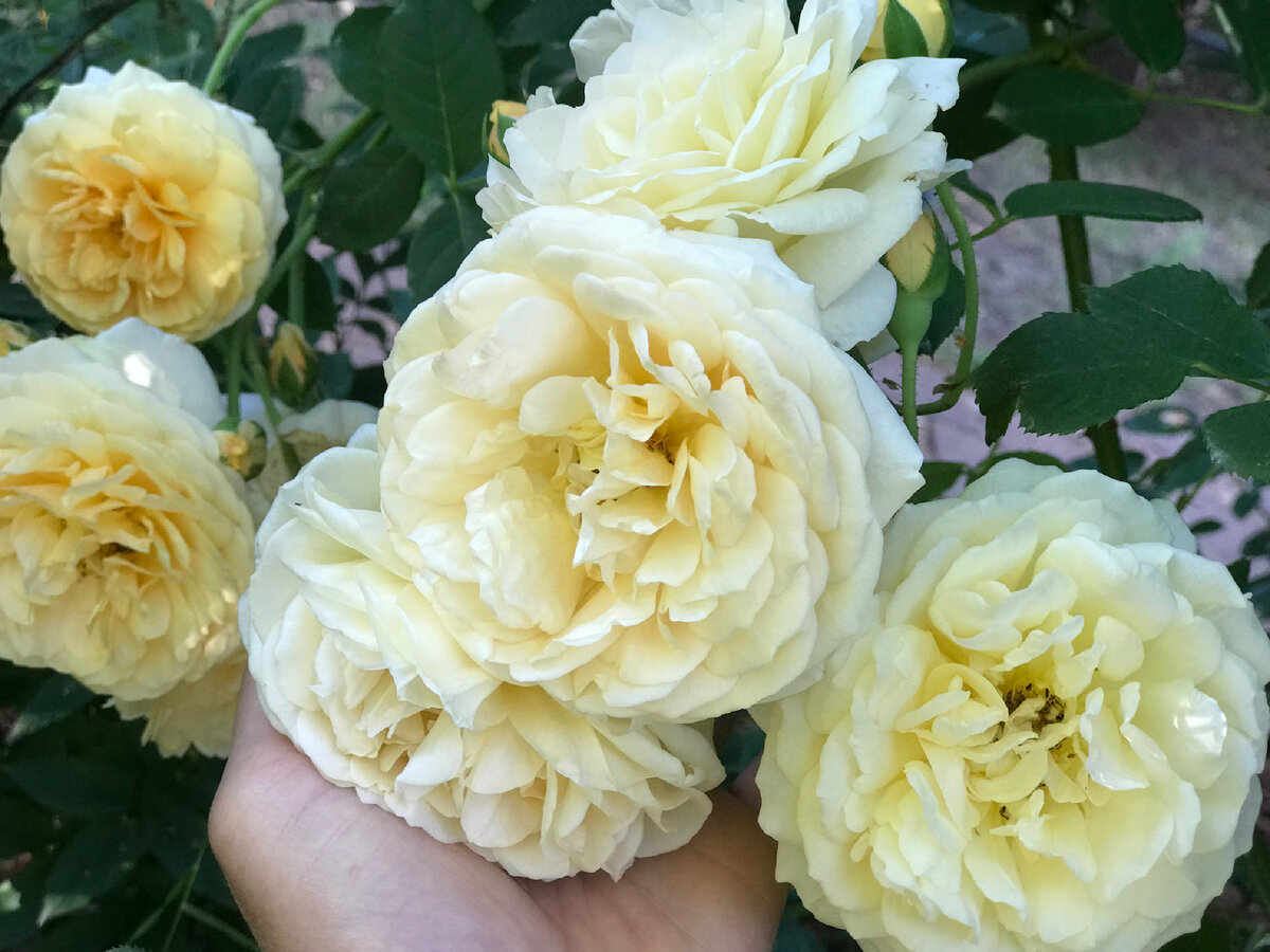 Во время цветения растение израсходовало много питательных веществ –  нужно пополнить этот запас, чтобы помочь розе восстановить потраченные силы.
Лучший вариант – это чередовать корневые и внекорневые подкормки.