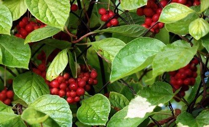 Лимонник китайский -красивая лиана с уникальными лекарственными свойствами