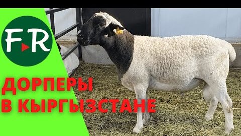 Мини-стойло для коз и овец