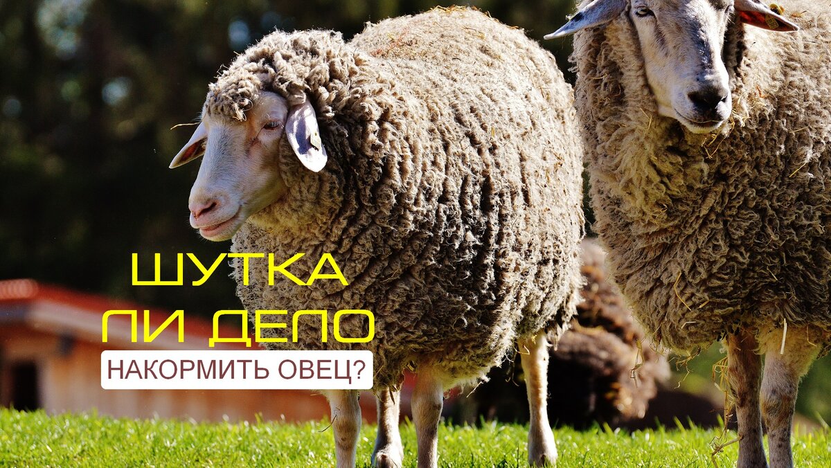 Шутка ли дело накормить овец? ЭВРИКА!! Необходимо обратиться в компанию  ФАВОР за экструдерами и другим сельскохозяйственным оборудованием! | ФАВОР  | Дзен