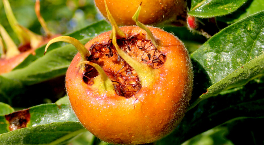 Мушмула германская на дереве