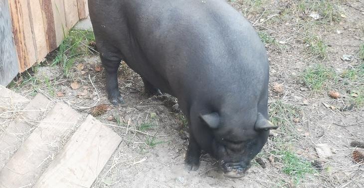    В Костромской ГСХА разработаны новые методики для свиноводческой отрасли