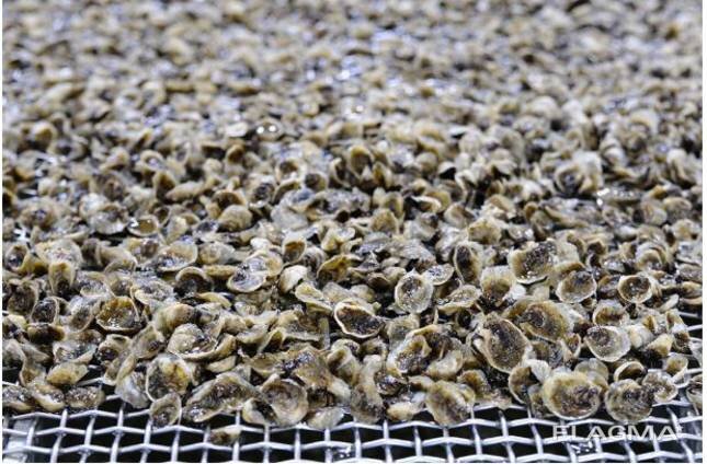 Спат устриц 