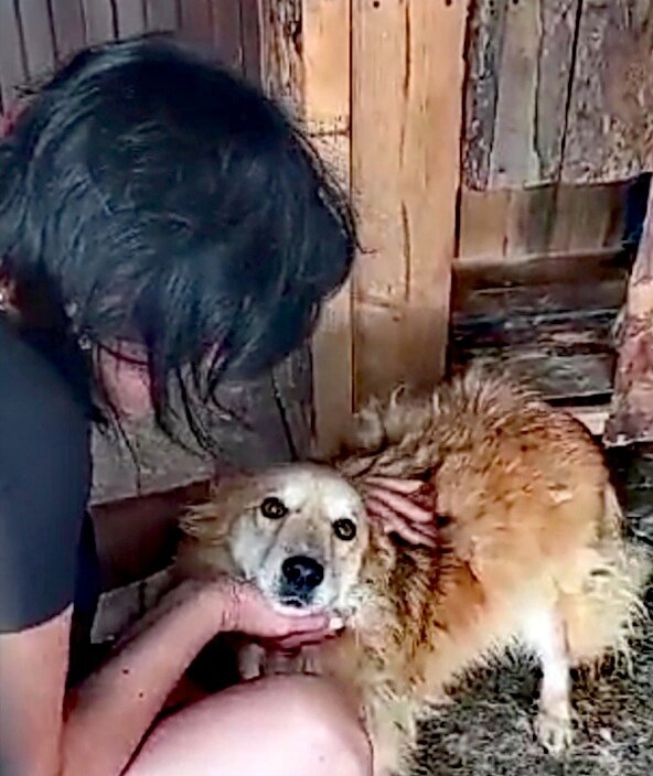 Песик очень добрый и ласковый