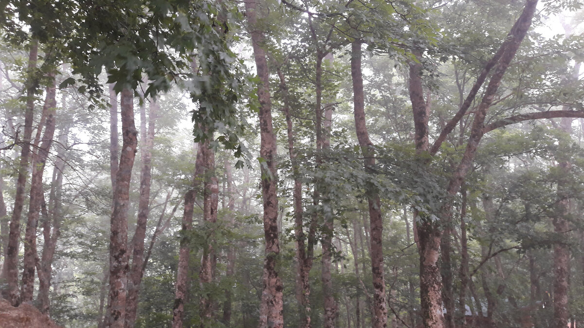 Туманный лес