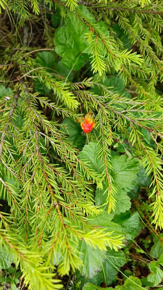 спряталась