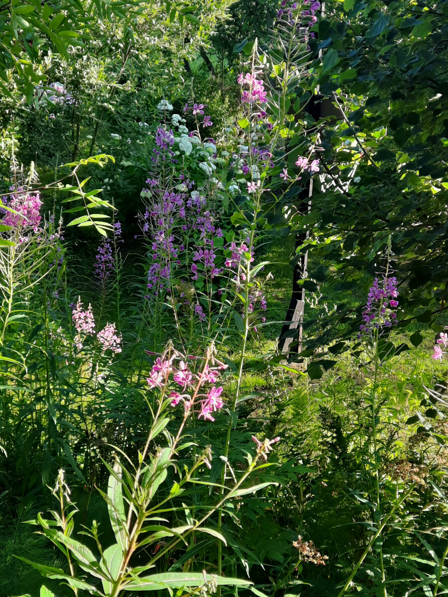 Стиль вашего сада ,,небрежный шик,,... | Дачная авантюристка | Дзен