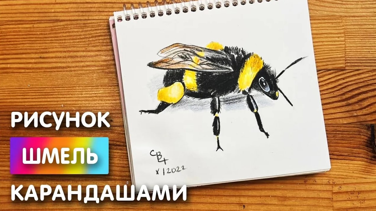 Рисунок пчелы: карандашом поэтапно. 3 варианта как рисовать пчелу